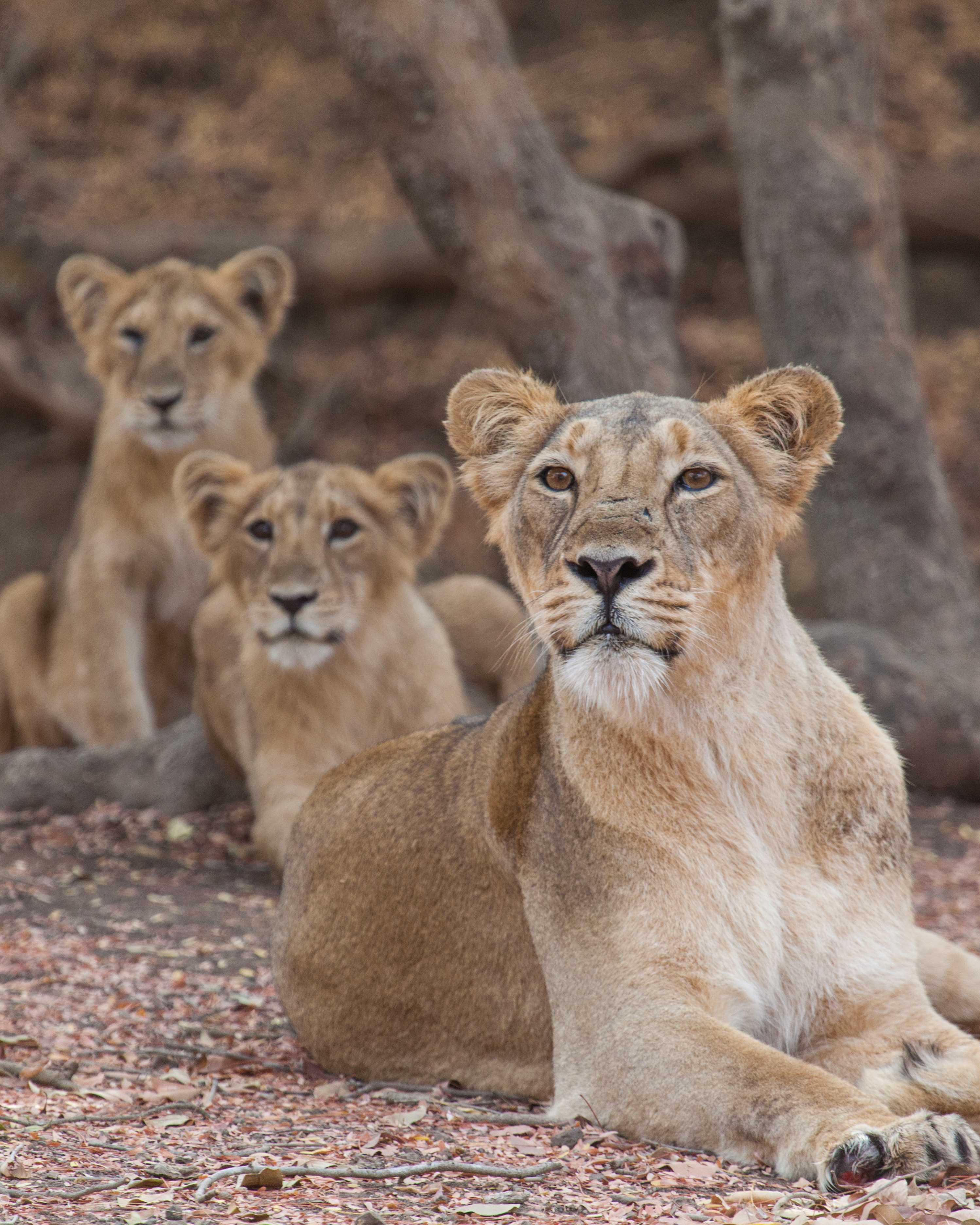 Ranthambhore National Park, Rajasthan